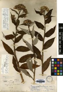 Type specimen at Edinburgh (E). Maire, Edouard-Ernest: . Barcode: E00259803.
