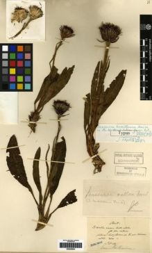 Type specimen at Edinburgh (E). Maire, Edouard-Ernest: . Barcode: E00259804.