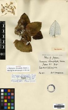 Type specimen at Edinburgh (E). Yanagisawa, Hideo: . Barcode: E00259806.