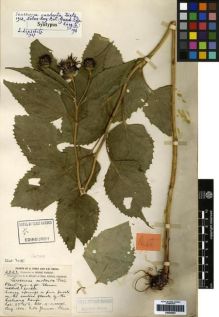 Type specimen at Edinburgh (E). Forrest, George: 2823. Barcode: E00259807.