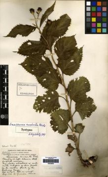 Type specimen at Edinburgh (E). Forrest, George: 4023. Barcode: E00259808.
