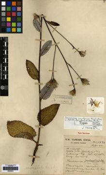 Type specimen at Edinburgh (E). Forrest, George: 22373. Barcode: E00259812.