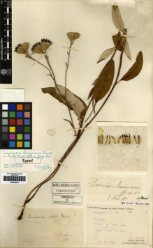 Type specimen at Edinburgh (E). Martin, Léon; Bodinier, Emile: . Barcode: E00259813.