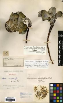 Type specimen at Edinburgh (E). Kingdon-Ward, Francis: 1016. Barcode: E00259820.