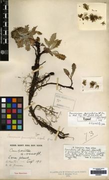 Type specimen at Edinburgh (E). Kingdon-Ward, Francis: 73. Barcode: E00259821.