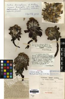 Type specimen at Edinburgh (E). Forrest, George: 30816. Barcode: E00259825.