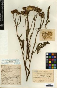 Type specimen at Edinburgh (E). Faurie, Urbain: 1080. Barcode: E00259831.
