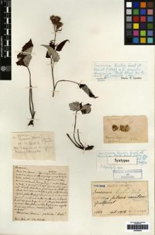 Type specimen at Edinburgh (E). Faurie, Urbain: 1084. Barcode: E00259835.