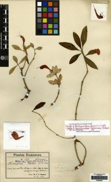 Type specimen at Edinburgh (E). Hosseus, Carl: 197. Barcode: E00259839.