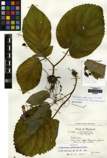 Type specimen at Edinburgh (E). Larsen, Kai: 10683. Barcode: E00259843.