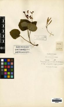 Type specimen at Edinburgh (E). Kerr, Arthur: 2636. Barcode: E00259847.