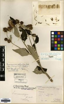 Type specimen at Edinburgh (E). Chaffanjon, Jean: 2487. Barcode: E00259851.