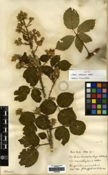 Type specimen at Edinburgh (E). Griffith, John; Linton, William: 87. Barcode: E00259858.