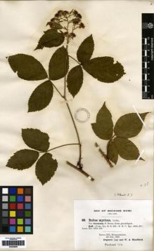 Type specimen at Edinburgh (E). Ley, Augustin; Shoolbred, William: 60. Barcode: E00259859.