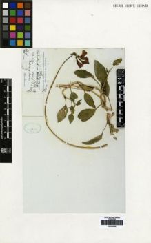 Type specimen at Edinburgh (E). Copeland, Edwin : 998. Barcode: E00259868.