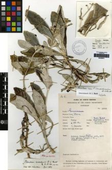 Type specimen at Edinburgh (E). Ampuria, J.: 35269. Barcode: E00259875.