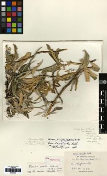 Type specimen at Edinburgh (E). Rabil Bunnag, Nai: 301. Barcode: E00259886.