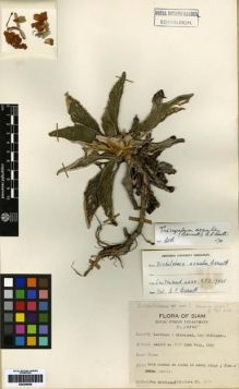 Type specimen at Edinburgh (E). Smitinand, Tem: 4688. Barcode: E00259908.