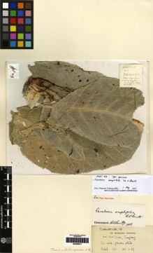 Type specimen at Edinburgh (E). Rabil Bunnag, Nai: 123. Barcode: E00259913.