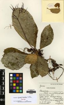 Type specimen at Edinburgh (E). Burtt, Brian; Martin, Adam: B.4857. Barcode: E00259916.