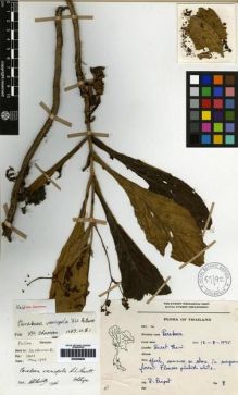 Type specimen at Edinburgh (E). Praphat, D.: 8. Barcode: E00259920.