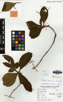 Type specimen at Edinburgh (E). Congdon, Gordon: 10. Barcode: E00259922.