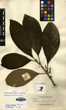 Type specimen at Edinburgh (E). Elmer, Adolph: 13204. Barcode: E00259923.