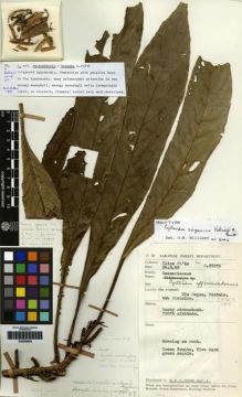 Type specimen at Edinburgh (E). Paie, Ilias: S.27215. Barcode: E00259924.