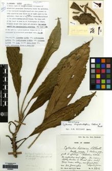 Type specimen at Edinburgh (E). Burtt, Brian; Woods, Patrick: B.2212. Barcode: E00259925.