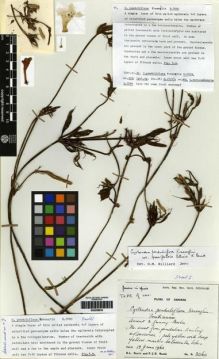 Type specimen at Edinburgh (E). Burtt, Brian; Woods, Patrick: B.2060. Barcode: E00259933.