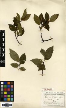 Type specimen at Edinburgh (E). Druce, George: . Barcode: E00259948.