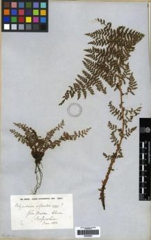 Type specimen at Edinburgh (E). Backhouse, James; Backhouse, James; Westcombe, Thomas: . Barcode: E00259952.