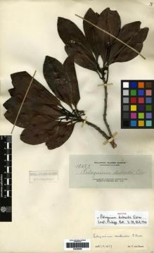 Type specimen at Edinburgh (E). Elmer, Adolph: 12553. Barcode: E00259958.