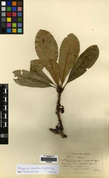 Type specimen at Edinburgh (E). Kerr, Arthur: 16028. Barcode: E00259959.