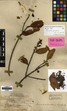 Type specimen at Edinburgh (E). Dr G. King's Collector: 7138. Barcode: E00259960.