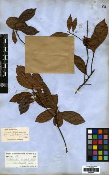 Type specimen at Edinburgh (E). Wight, Robert: 4154. Barcode: E00259962.
