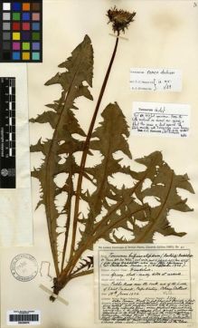 Type specimen at Edinburgh (E). Johnston, Henry: 3319. Barcode: E00259976.