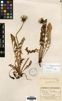 Type specimen at Edinburgh (E). Druce, George: . Barcode: E00259980.