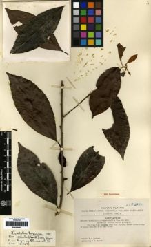 Type specimen at Edinburgh (E). McClure, Floyd: 8559. Barcode: E00259987.