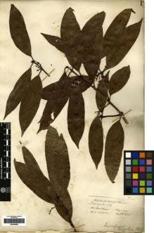 Type specimen at Edinburgh (E). Hooker, Joseph; Thomson, Thomas: 10. Barcode: E00259989.