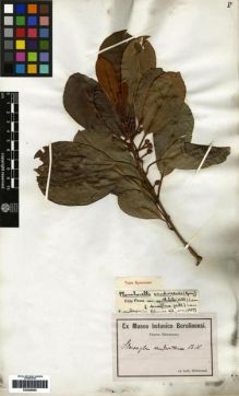 Type specimen at Edinburgh (E). Hillebrand, Wilhelm: . Barcode: E00259990.