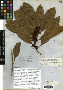 Type specimen at Edinburgh (E). Fraser, Charles: 226. Barcode: E00259994.