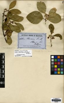 Type specimen at Edinburgh (E). Fullagar, J.: . Barcode: E00259995.