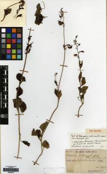 Type specimen at Edinburgh (E). Taquet, Emile: 2964. Barcode: E00260793.