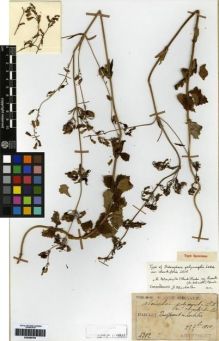 Type specimen at Edinburgh (E). Taquet, Emile: 4302. Barcode: E00260795.