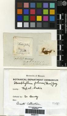 Type specimen at Edinburgh (E). Harvey, William: . Barcode: E00261111.