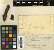Type specimen at Edinburgh (E). Spruce, Richard: . Barcode: E00261112.