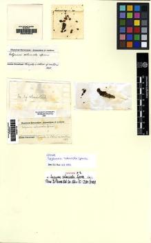 Type specimen at Edinburgh (E). Spruce, Richard: . Barcode: E00261118.