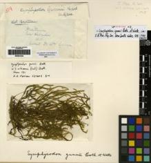 Type specimen at Edinburgh (E). Gunn, William: WATTS 221. Barcode: E00261224.