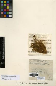 Type specimen at Edinburgh (E). Gunn, William: WATTS410. Barcode: E00261323.
